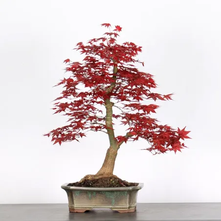 ÉRABLE "ACER DESHOJO" 1-12
