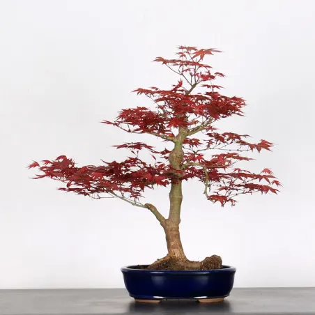 ACER DESHOJO 1-14