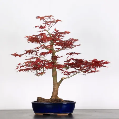 image supplémentaire - ÉRABLE "ACER DESHOJO" 1-14