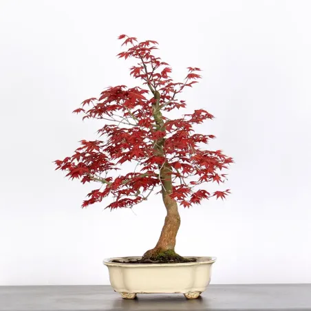 ÉRABLE "ACER DESHOJO" 1-15