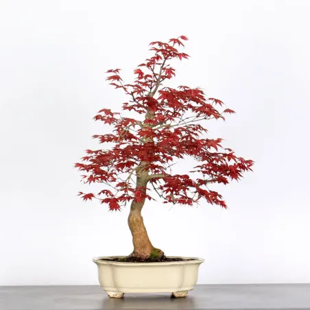 image supplémentaire - ÉRABLE "ACER DESHOJO" 1-15