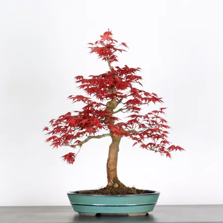 ÉRABLE "ACER DESHOJO" 1-16