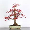 ÉRABLE "ACER DESHOJO" 2-1