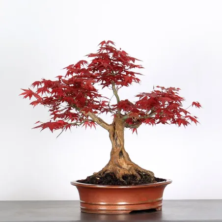 ÉRABLE "ACER DESHOJO" 2-3
