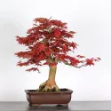 ÉRABLE "ACER DESHOJO" 2-5