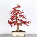 ÉRABLE "ACER DESHOJO" 2-6