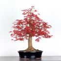 ÉRABLE "ACER DESHOJO" 2-7