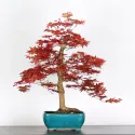 ÉRABLE "ACER DESHOJO" 2-9