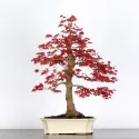 ÉRABLE "ACER DESHOJO" 2-16