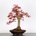 ÉRABLE "ACER DESHOJO" 3-1