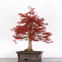 ÉRABLE "ACER DESHOJO" 3-3