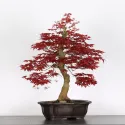 ÉRABLE "ACER DESHOJO" 3-4