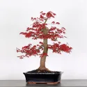 ÉRABLE "ACER DESHOJO" 3-5