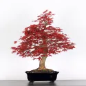 ÉRABLE "ACER DESHOJO" 3-6