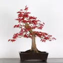ÉRABLE "ACER DESHOJO" 3-7