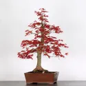 ÉRABLE "ACER DESHOJO" 3-8