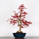 ÉRABLE "ACER DESHOJO" 3-9