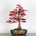 ÉRABLE "ACER DESHOJO" 3-11