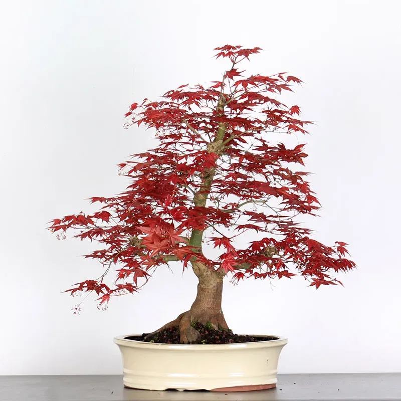 image supplémentaire - ÉRABLE "ACER DESHOJO" 3-12