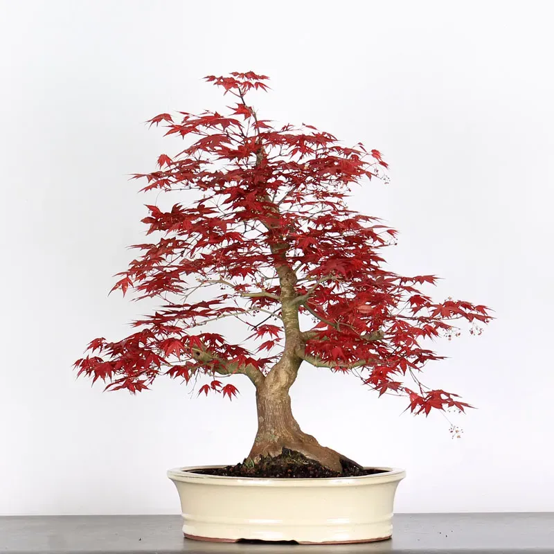 ÉRABLE "ACER DESHOJO" 3-12