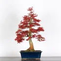 ÉRABLE "ACER DESHOJO" 3-13