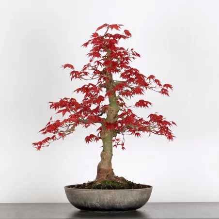 ÉRABLE "ACER DESHOJO" 3-16
