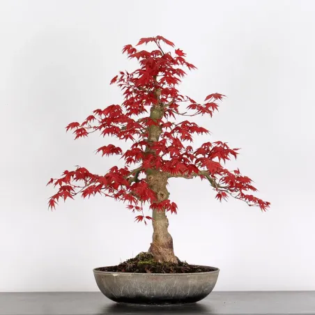image supplémentaire - ÉRABLE "ACER DESHOJO" 3-16
