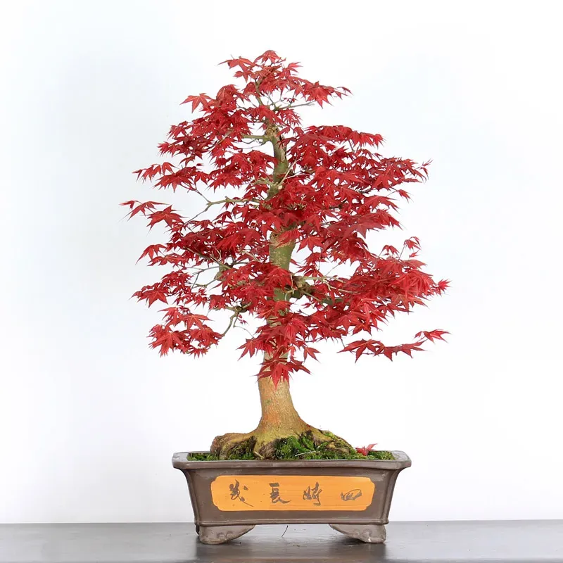 ÉRABLE "ACER DESHOJO" 3-18