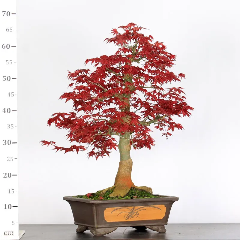 image supplémentaire - ÉRABLE "ACER DESHOJO" 3-18