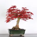 ÉRABLE "ACER DESHOJO" 4-1