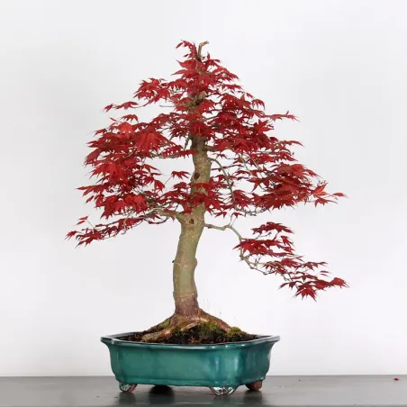 ÉRABLE ROUGE DU JAPON "ACER DESHOJO" 4-3
