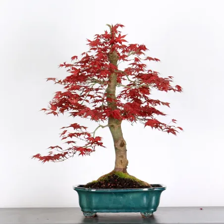 image supplémentaire - ÉRABLE ROUGE DU JAPON "ACER...