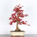 ÉRABLE "ACER DESHOJO" 4-4
