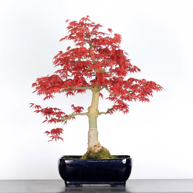 image supplémentaire - ÉRABLE "ACER DESHOJO" 4-7