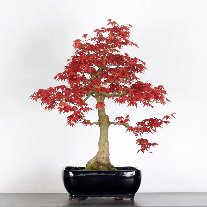 ÉRABLE "ACER DESHOJO" 4-7