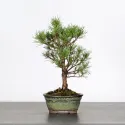 PIN SYLVESTRE WATERERI 1-1