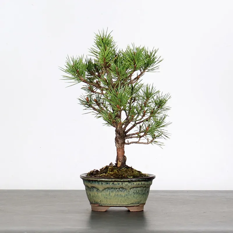 PIN SYLVESTRE WATERERI 1-1
