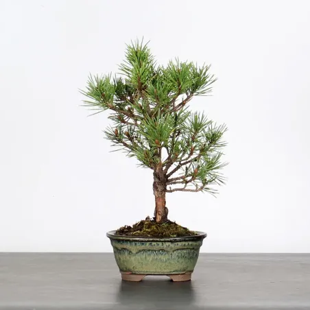 SCOTS PINE WATERERI 1-1