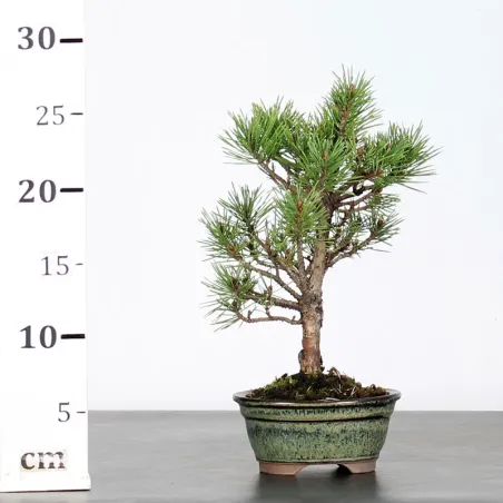 image supplémentaire - SCOTS PINE WATERERI 1-1