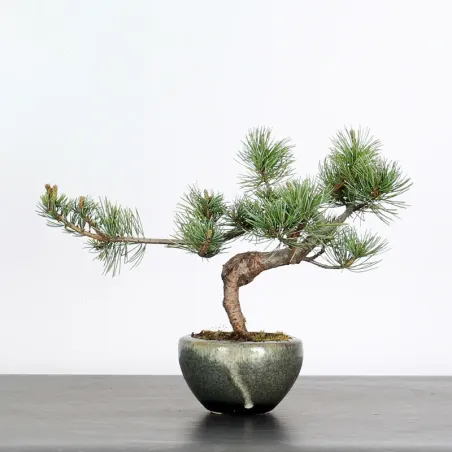PIN BLANC DU JAPON "PINUS PENTAPHYLLA" 1-2