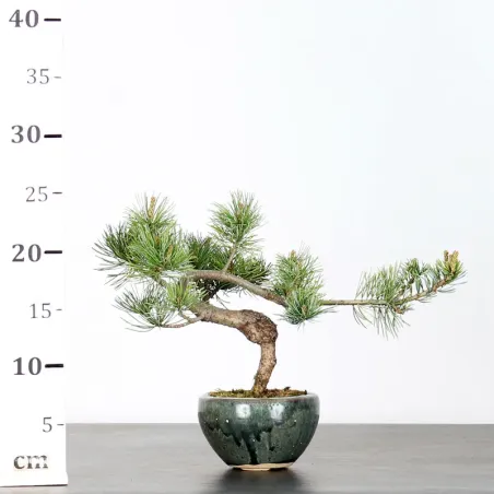 image supplémentaire - PIN BLANC DU JAPON "PINUS...