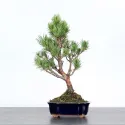 PIN SYLVESTRE WATERERI 1-3