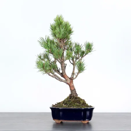 SCOTS PINE WATERERI 1-3