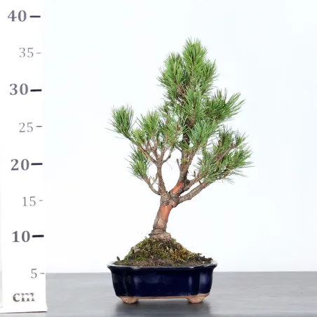 image supplémentaire - SCOTS PINE WATERERI 1-3