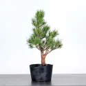 PIN SYLVESTRE WATERERI 1-4