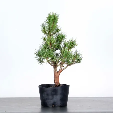 SCOTS PINE WATERERI 1-4
