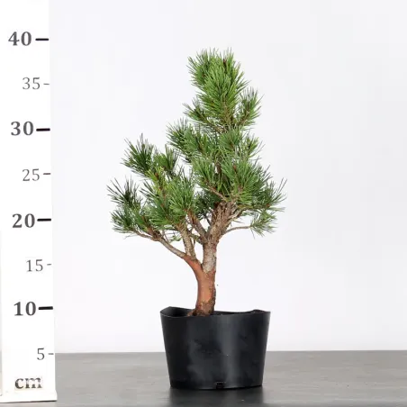 image supplémentaire - SCOTS PINE WATERERI 1-4