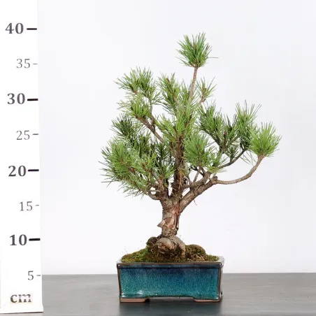 image supplémentaire - SCOTS PINE WATERERI 1-5