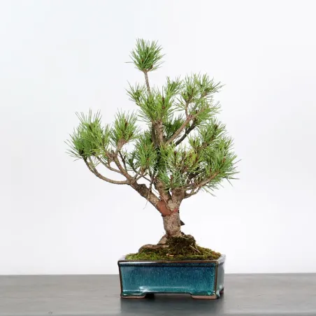 SCOTS PINE WATERERI 1-5