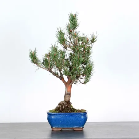 SCOTS PINE WATERERI 1-6